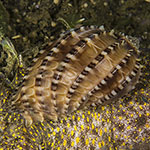 Harpa articularis